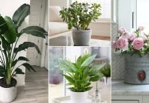 Vastu Plants For Home Vastu Plants For Home