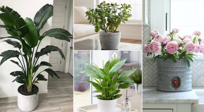 Vastu Plants For Home Vastu Plants For Home