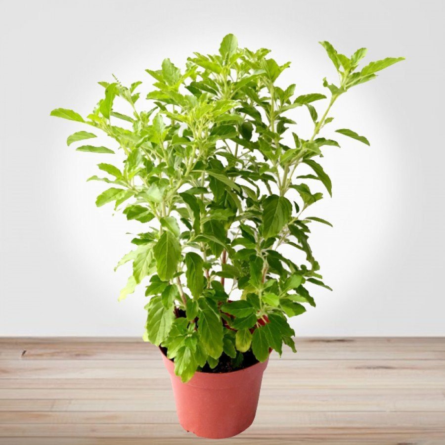 Vastu Plants For Home