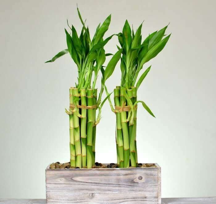 Vastu Plants For Home