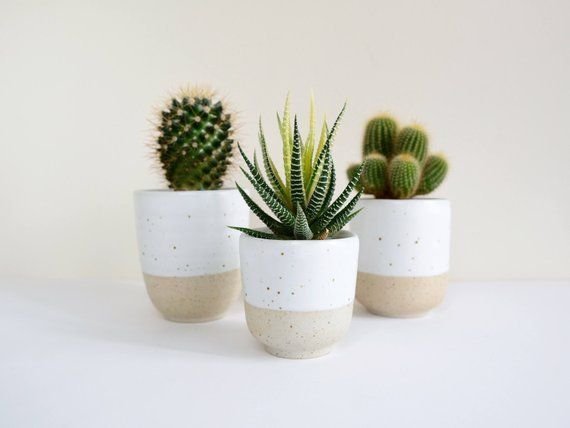 Vastu Plants For Home