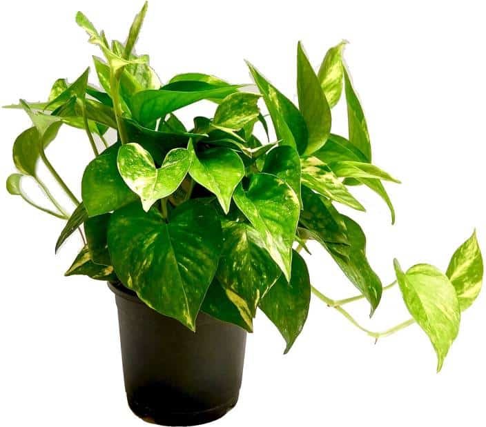 Vastu Plants For Hom