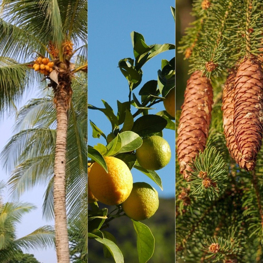 Vastu Plants For Home