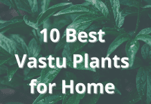 Best Indoor Plants as Per Vastu 10 Best Vastu Plants for Home