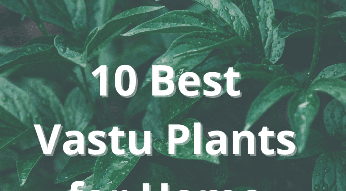 Best Indoor Plants as Per Vastu 10 Best Vastu Plants for Home