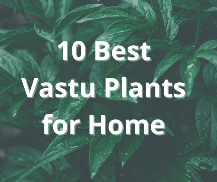 10 Best Vastu Plants for Home