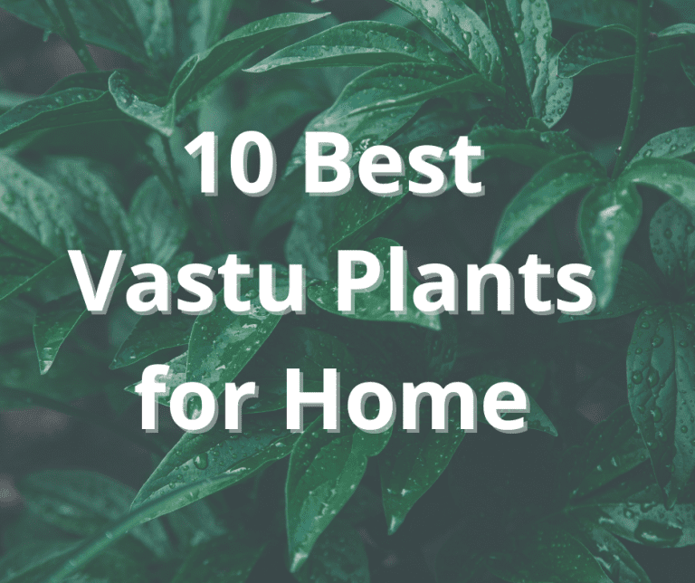 10 Best Vastu Plants for Home