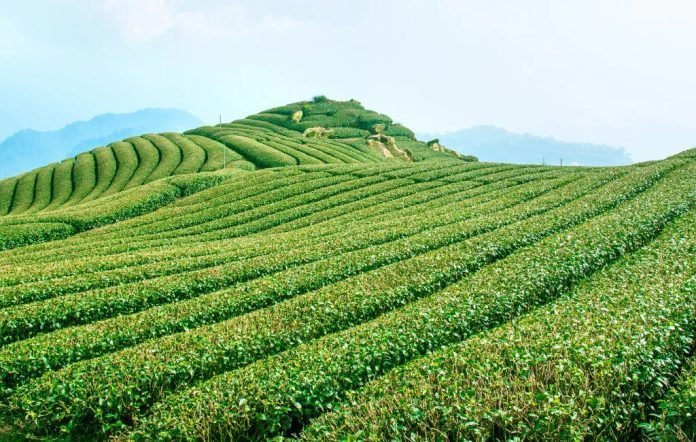 Tea Gardens of Darjeeling