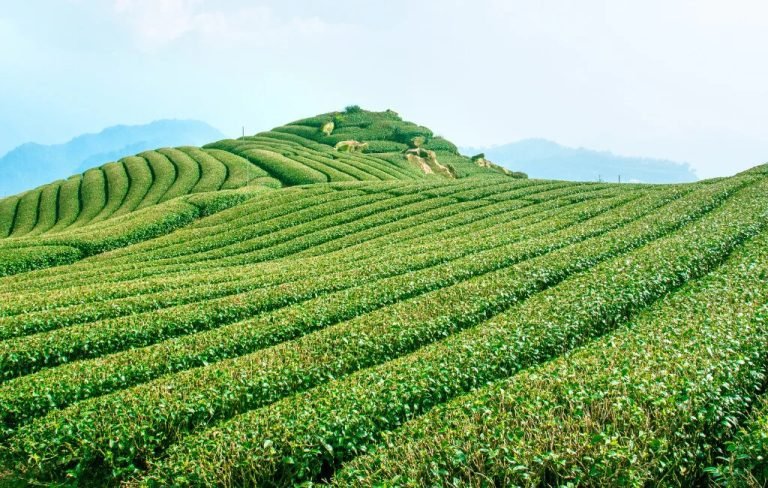 Tea Gardens of Darjeeling