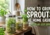 How to Grow Sprouts at Home Easily